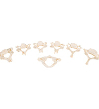 Set of 24 BONElike Vertebrae Models - 3B Smart Anatomy