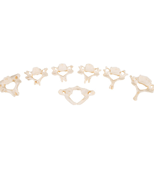 Set of 24 BONElike Vertebrae Models - 3B Smart Anatomy