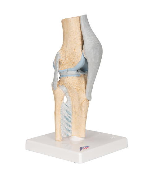 Sectional Human Knee Joint Model, 3 part - 3B Smart Anatomy