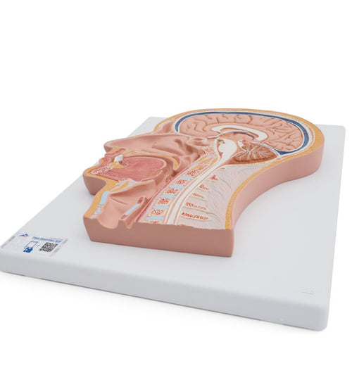 Median Section of the Head