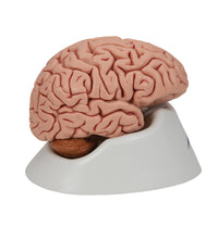 Classic Human Brain Model, 5 part - 3B Smart Anatomy