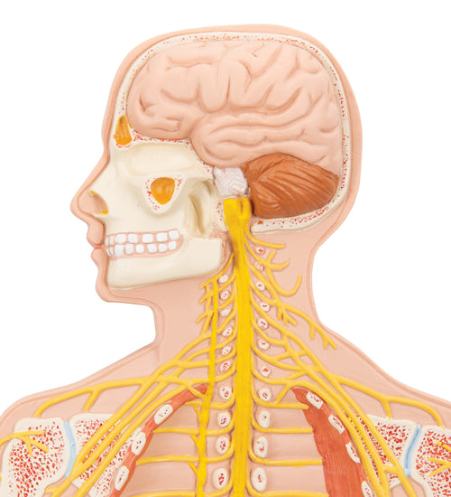 Human Nervous System Model, 1/2 Life-Size - 3B Smart Anatomy