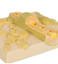 Myelin Sheaths of the CNS