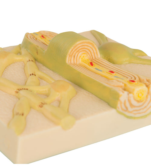 Myelin Sheaths of the CNS