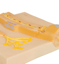 Schwann Cells of the PNS