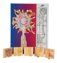 Human Nervous System Model Set "Physiology of Nerves" - 3B Smart Anatomy