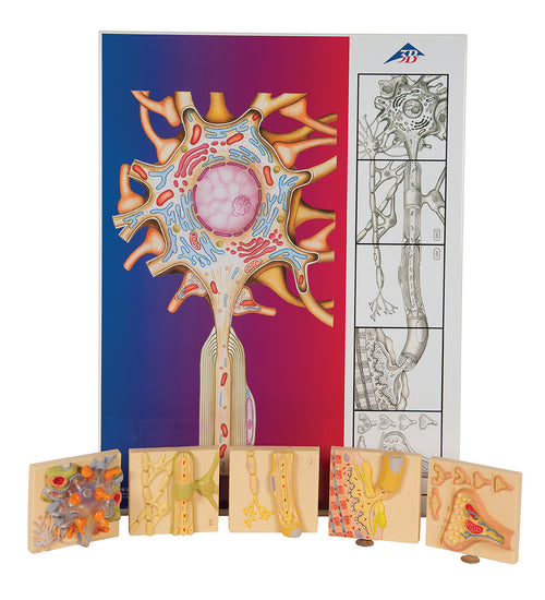Human Nervous System Model Set "Physiology of Nerves" - 3B Smart Anatomy