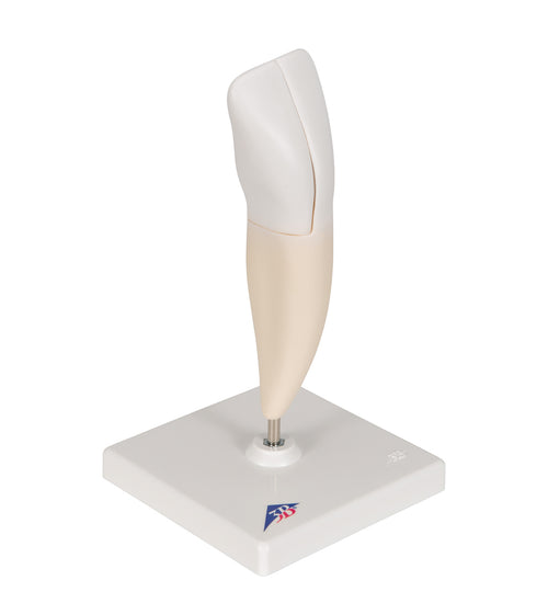 Lower Incisor Human Tooth Model, 2 part - 3B Smart Anatomy