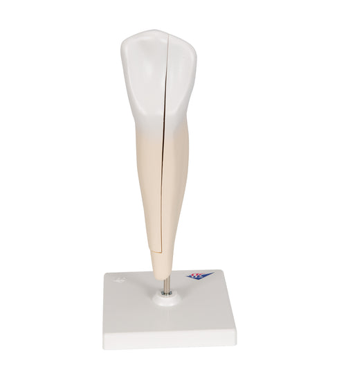 Lower Canine Human Tooth Model, 2 part - 3B Smart Anatomy