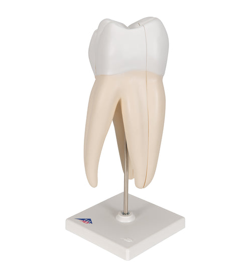 Upper Triple-Root Molar Human Tooth Model, 3 part - 3B Smart Anatomy