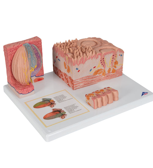 3B MICROanatomy Human Tongue Model - 3B Smart Anatomy