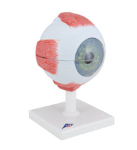 Human Eye Model, 5 times Full-Size, 6 part - 3B Smart Anatomy