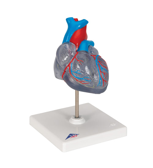 Classic Human Heart Model with Conducting System, 2 part - 3B Smart Anatomy