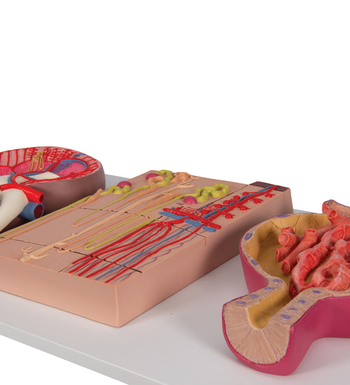 Human Kidney Section Model with Nephrons, Blood Vessels & Renal Corpuscle - 3B Smart Anatomy