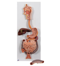 Human Digestive System Model, 2 part - 3B Smart Anatomy