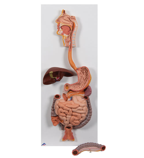 Human Digestive System Model, 2 part - 3B Smart Anatomy