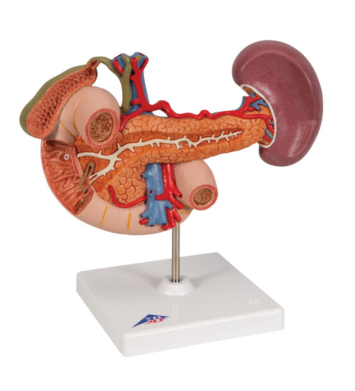 Life-Size Model of Rear Organs of Upper Abdomen - 3B Smart Anatomy