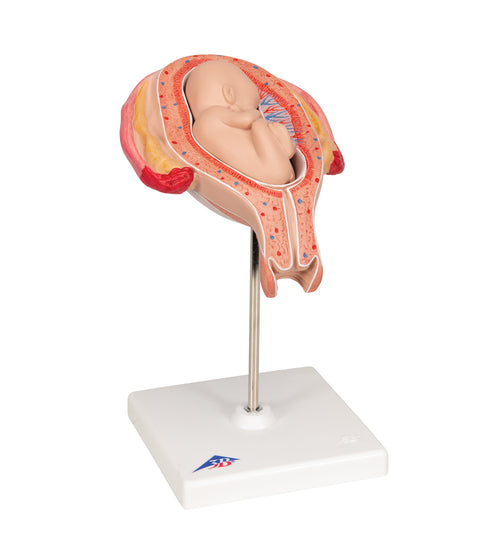 Fetus Model, 5th Month in Breech Position - 3B Smart Anatomy
