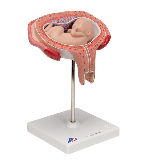 Fetus Model, 5th Month in Dorsal Position - 3B Smart Anatomy