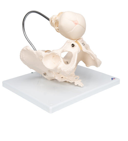 Childbirth Demonstration Pelvis Skeleton Model with Fetal Skull - 3B Smart Anatomy
