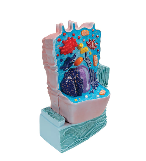 Animal Cell Model