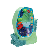 Plant cell model