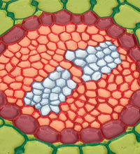 Absorption Zone of the Root (Sinapis alba), Model