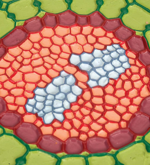 Absorption Zone of the Root (Sinapis alba), Model