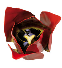 Tulip Flower (Tulipa gesneriana) Model