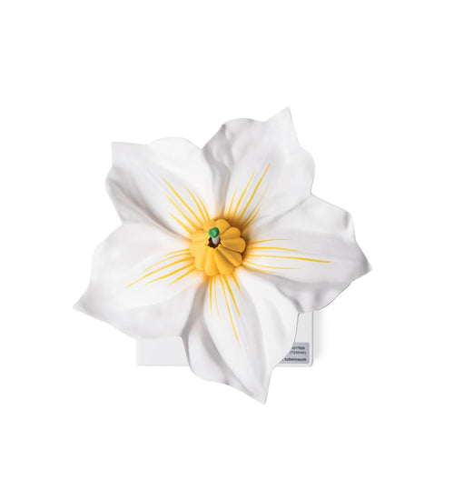 Potato Flower (Solanum tuberosum), Model