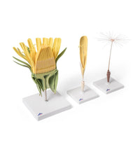 Dandelion Flower (Taraxum officinale), Model