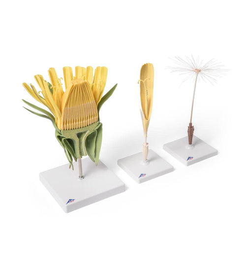 Dandelion Flower (Taraxum officinale), Model
