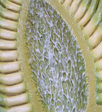 Chamomile Blossom (Matricaria chamomilla) Model