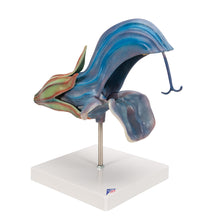 Meadow Clary Blossom (Salvia pratensis), Model