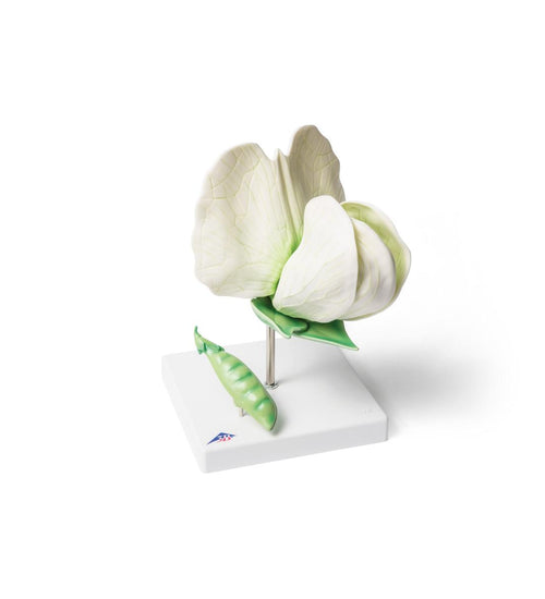 Pea Blossom (Pisum sativum), Model