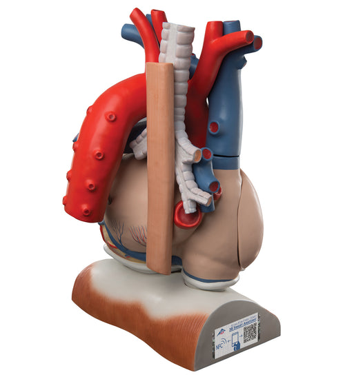 Heart and Diaphragm Model, 3 times Life-Size, 10 part - 3B Smart Anatomy