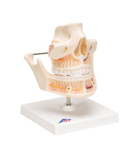 Adult Denture Model with Nerves and Roots - 3B Smart Anatomy