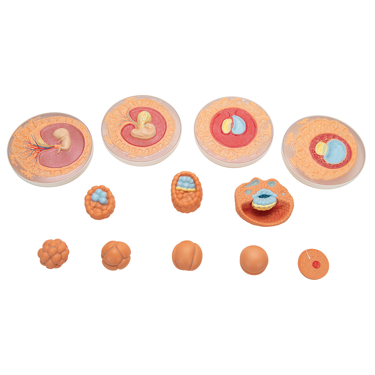 Embryonic Development Model in 12 Stages - 3B Smart Anatomy