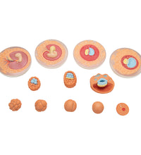 Embryonic Development Model in 12 Stages - 3B Smart Anatomy