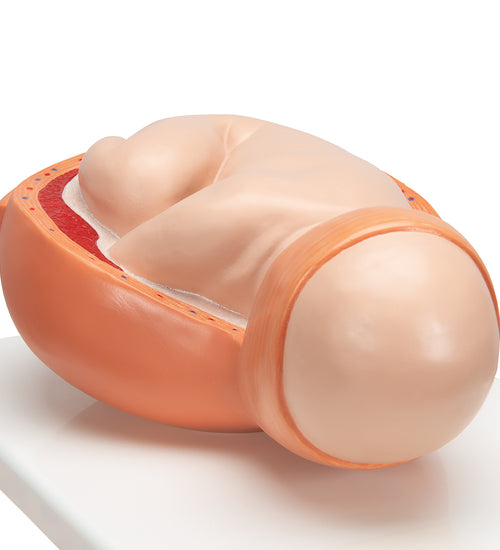 Birthing Process Model with 5 Stages - 3B Smart Anatomy