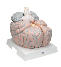 Giant Human Brain Model, 2.5 times Full-Size, 14 part - 3B Smart Anatomy
