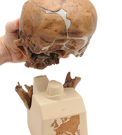 Replica Homo Neanderthalensis Skull (La Chapelle-aux-Saints 1)