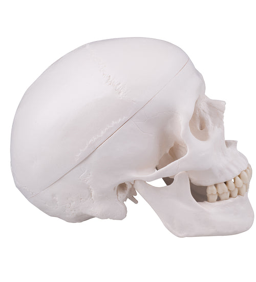 Skull with drill hole