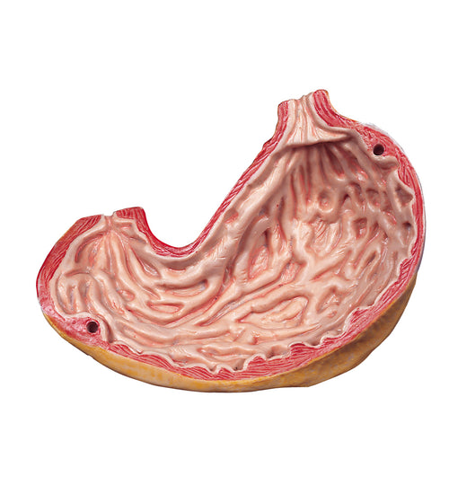 Spare stomach, 2 part