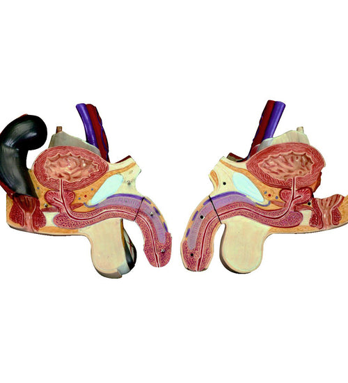 Spare male genitals set, 4 parts