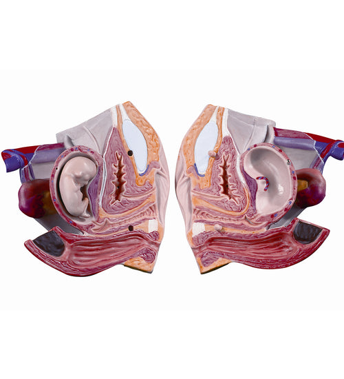 Spare female genitals set, 3 parts