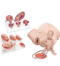 Intro to Obstetrics Lab Basic Set
