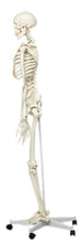 3B Scientific Anatomical Model - Stan the classic skeleton on roller stand - Includes 3B Smart Anatomy