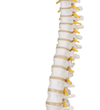 3B Scientific Anatomical Model - flexible spine, classic, with femur heads, muscles - Includes 3B Smart Anatomy