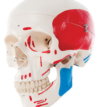 Rudiger Anatomie 4-Part Human Skull with Facial Musculature